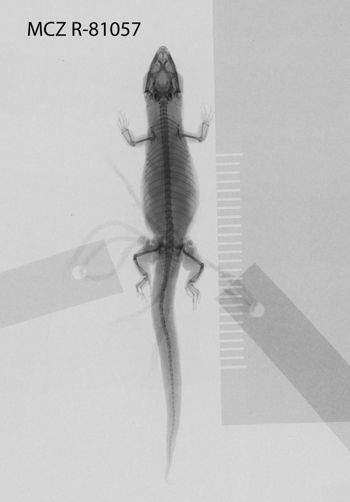 Media type: image; Herpetology R-81057